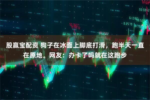 股赢宝配资 狗子在冰面上脚底打滑，跑半天一直在原地。网友：办卡了吗就在这跑步